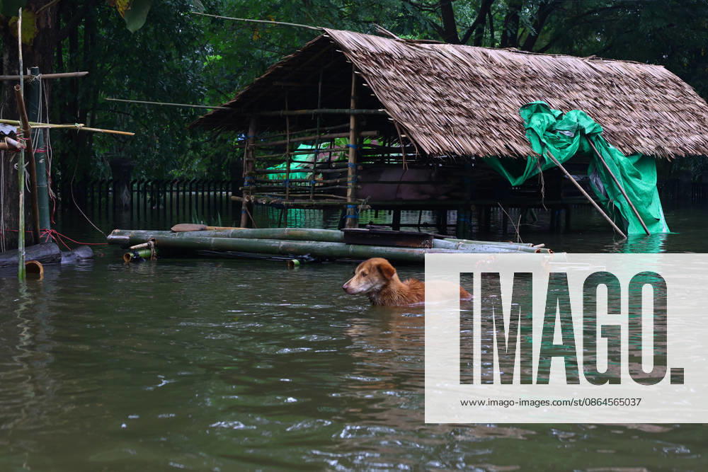 A dog struggles to swim through floodwaters in Ngathaingchaung Township, Ayeyarwady Region, Myanmar..In Laymyethna Township, Ayeyarwady Region, the Ngawun River embankment collapsed on July 31, leaving nearby towns including Hinthada, Yegyi, Ngathaingchaung, Kyonpyaw and Kyaunggon still inundated for three weeks, affecting tens of thousands of people, officials said. Ngathaingchaung Myanmar - ZUMAn324 20260820_zip_n324_011