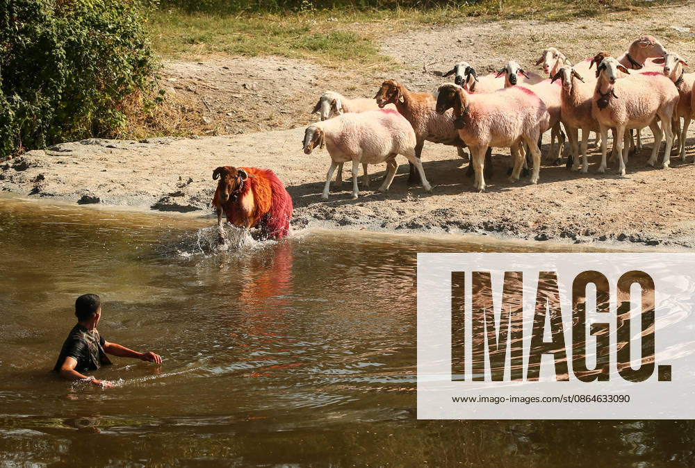 Shepherds and adorned sheep compete in Turkiye s 853-year-old river crossing contest DENIZLI, TURKIYE - AUGUST 23: Shepherds guide their sheep to cross the Buyuk Menderes River during the 853-year-old traditional Sheep Crossing Water Contest in the Cal district of Denizli, Turkiye on August 23, 2026. This year s historic event saw 47 shepherds with 63 flocks participating from surrounding districts. Waiting their turn since sunrise, the shepherds led their painted and decorated leader sheep ( elci ) to guide the rest of the flock across the river. Mahmut Serdar Alakus Anadolu Denizli Turkey. Editorial use only. Please get in touch for any other usage.