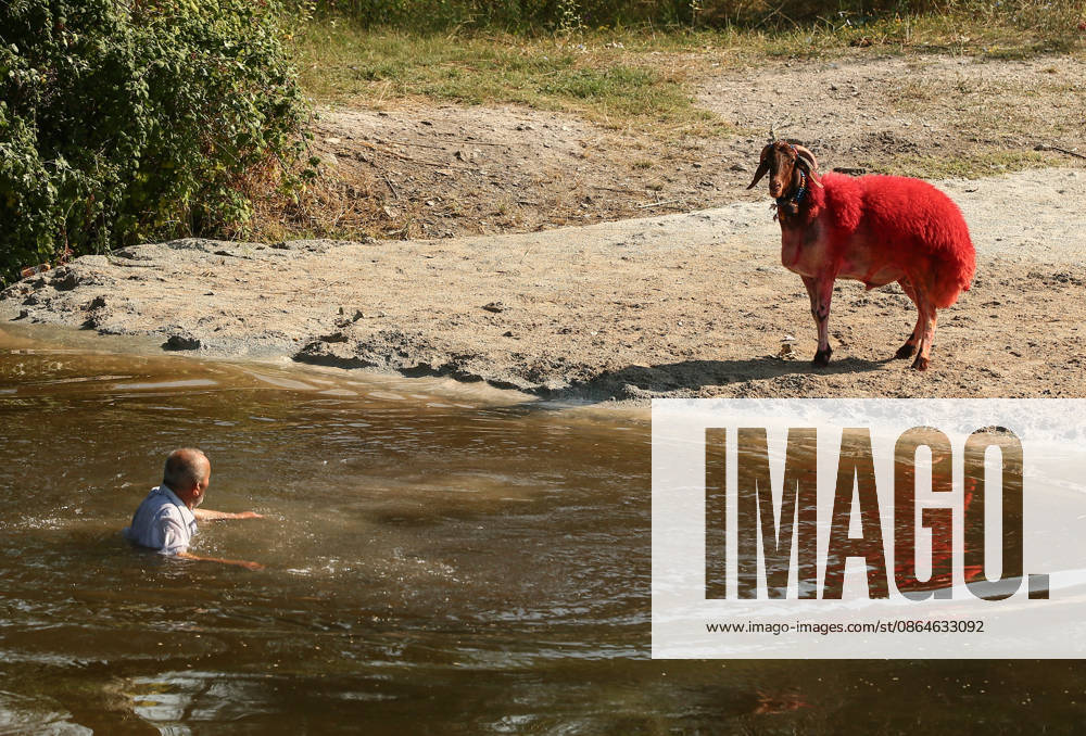 Shepherds and adorned sheep compete in Turkiye s 853-year-old river crossing contest DENIZLI, TURKIYE - AUGUST 23: Shepherds guide their sheep to cross the Buyuk Menderes River during the 853-year-old traditional Sheep Crossing Water Contest in the Cal district of Denizli, Turkiye on August 23, 2026. This year s historic event saw 47 shepherds with 63 flocks participating from surrounding districts. Waiting their turn since sunrise, the shepherds led their painted and decorated leader sheep ( elci ) to guide the rest of the flock across the river. Mahmut Serdar Alakus Anadolu Denizli Turkey. Editorial use only. Please get in touch for any other usage.