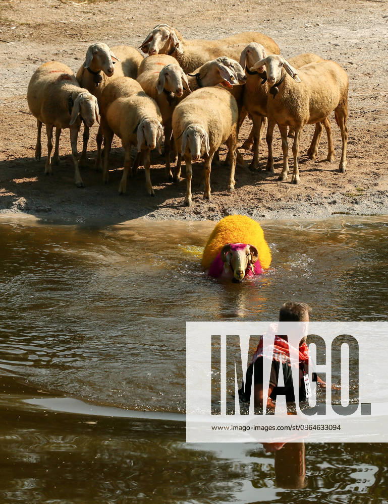 Shepherds and adorned sheep compete in Turkiye s 853-year-old river crossing contest DENIZLI, TURKIYE - AUGUST 23: Shepherds guide their sheep to cross the Buyuk Menderes River during the 853-year-old traditional Sheep Crossing Water Contest in the Cal district of Denizli, Turkiye on August 23, 2026. This year s historic event saw 47 shepherds with 63 flocks participating from surrounding districts. Waiting their turn since sunrise, the shepherds led their painted and decorated leader sheep ( elci ) to guide the rest of the flock across the river. Mahmut Serdar Alakus Anadolu Denizli Turkey. Editorial use only. Please get in touch for any other usage.