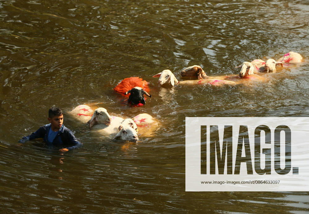 Shepherds and adorned sheep compete in Turkiye s 853-year-old river crossing contest DENIZLI, TURKIYE - AUGUST 23: Shepherds guide their sheep to cross the Buyuk Menderes River during the 853-year-old traditional Sheep Crossing Water Contest in the Cal district of Denizli, Turkiye on August 23, 2026. This year s historic event saw 47 shepherds with 63 flocks participating from surrounding districts. Waiting their turn since sunrise, the shepherds led their painted and decorated leader sheep ( elci ) to guide the rest of the flock across the river. Mahmut Serdar Alakus Anadolu Denizli Turkey. Editorial use only. Please get in touch for any other usage.