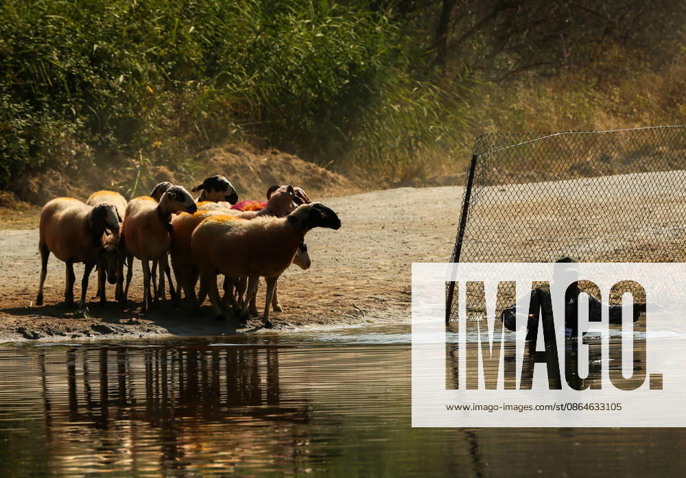 Shepherds and adorned sheep compete in Turkiye s 853-year-old river crossing contest DENIZLI, TURKIYE - AUGUST 23: Shepherds guide their sheep to cross the Buyuk Menderes River during the 853-year-old traditional Sheep Crossing Water Contest in the Cal district of Denizli, Turkiye on August 23, 2026. This year s historic event saw 47 shepherds with 63 flocks participating from surrounding districts. Waiting their turn since sunrise, the shepherds led their painted and decorated leader sheep ( elci ) to guide the rest of the flock across the river. Mahmut Serdar Alakus Anadolu Denizli Turkey. Editorial use only. Please get in touch for any other usage.
