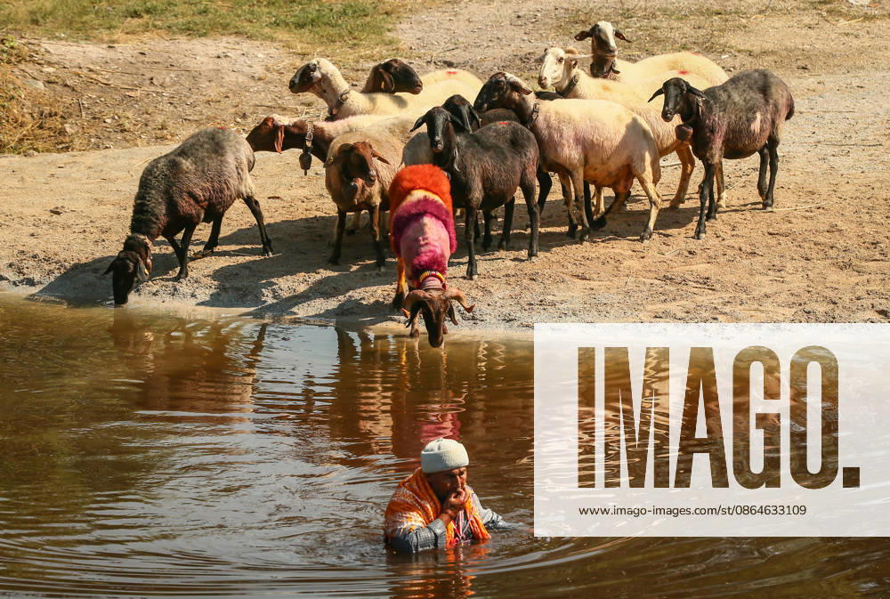 Shepherds and adorned sheep compete in Turkiye s 853-year-old river crossing contest DENIZLI, TURKIYE - AUGUST 23: Shepherds guide their sheep to cross the Buyuk Menderes River during the 853-year-old traditional Sheep Crossing Water Contest in the Cal district of Denizli, Turkiye on August 23, 2026. This year s historic event saw 47 shepherds with 63 flocks participating from surrounding districts. Waiting their turn since sunrise, the shepherds led their painted and decorated leader sheep ( elci ) to guide the rest of the flock across the river. Mahmut Serdar Alakus Anadolu Denizli Turkey. Editorial use only. Please get in touch for any other usage.