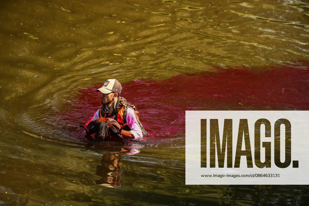 Shepherds and adorned sheep compete in Turkiye s 853-year-old river crossing contest DENIZLI, TURKIYE - AUGUST 23: Shepherds guide their sheep to cross the Buyuk Menderes River during the 853-year-old traditional Sheep Crossing Water Contest in the Cal district of Denizli, Turkiye on August 23, 2026. This year s historic event saw 47 shepherds with 63 flocks participating from surrounding districts. Waiting their turn since sunrise, the shepherds led their painted and decorated leader sheep ( elci ) to guide the rest of the flock across the river. Mahmut Serdar Alakus Anadolu Denizli Turkey. Editorial use only. Please get in touch for any other usage.