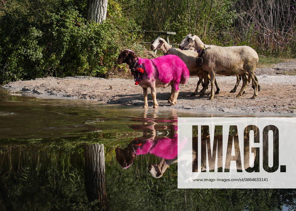 Shepherds and adorned sheep compete in Turkiye s 853-year-old river crossing contest DENIZLI, TURKIYE - AUGUST 23: An adorned leader sheep ( elci ), dyed pink in accordance with custom, stands on the riverbank before leading the flock across the Buyuk Menderes River during the 853-year-old traditional Sheep Crossing Water Contest in the Cal district of Denizli, Turkiye on August 23, 2026. This year s historic event saw 47 shepherds with 63 flocks participating from surrounding districts. Waiting their turn since sunrise, the shepherds led their painted and adorned leader sheep to guide the rest of the flock across the river. Mahmut Serdar Alakus Anadolu Denizli Turkey. Editorial use only. Please get in touch for any other usage.