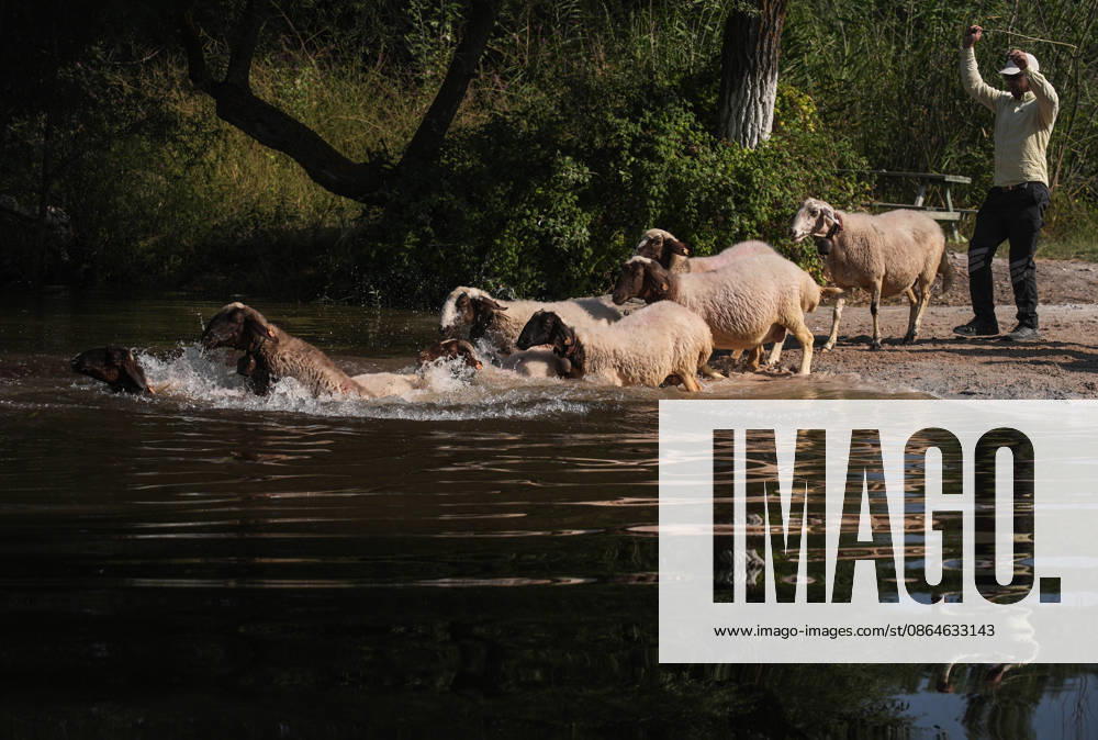 Shepherds and adorned sheep compete in Turkiye s 853-year-old river crossing contest DENIZLI, TURKIYE - AUGUST 23: Shepherds guide their sheep to cross the Buyuk Menderes River during the 853-year-old traditional Sheep Crossing Water Contest in the Cal district of Denizli, Turkiye on August 23, 2026. This year s historic event saw 47 shepherds with 63 flocks participating from surrounding districts. Waiting their turn since sunrise, the shepherds led their painted and decorated leader sheep ( elci ) to guide the rest of the flock across the river. Mahmut Serdar Alakus Anadolu Denizli Turkey. Editorial use only. Please get in touch for any other usage.