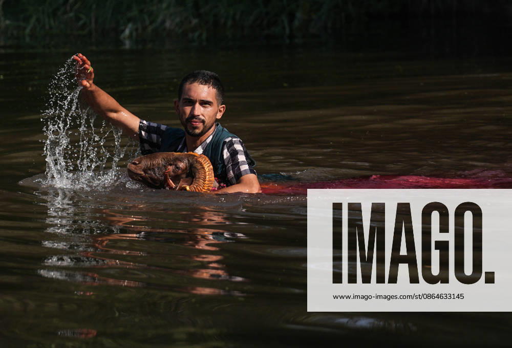 Shepherds and adorned sheep compete in Turkiye s 853-year-old river crossing contest DENIZLI, TURKIYE - AUGUST 23: Shepherds guide their sheep to cross the Buyuk Menderes River during the 853-year-old traditional Sheep Crossing Water Contest in the Cal district of Denizli, Turkiye on August 23, 2026. This year s historic event saw 47 shepherds with 63 flocks participating from surrounding districts. Waiting their turn since sunrise, the shepherds led their painted and decorated leader sheep ( elci ) to guide the rest of the flock across the river. Mahmut Serdar Alakus Anadolu Denizli Turkey. Editorial use only. Please get in touch for any other usage.