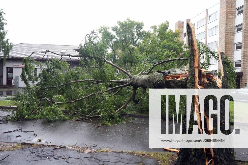 Riga, Latvija: The aftermath of a powerful storm is seen in Riga, Latvia, Aug. 23, 2026. Fallen and uprooted trees are scattered across residential areas, damaging parked cars, blocking roads and walkways, and posing a threat to nearby buildings. The storm, which swept across Latvia on Saturday evening and overnight, caused widespread damage across the country, with Riga recording the highest number of reports of storm-related incidents. As of Sunday morning, emergency services had received nearly 1,900 reports of damage caused by strong winds nationwide. Riga Latvija - ZUMAp305 20260823_zip_p305_015