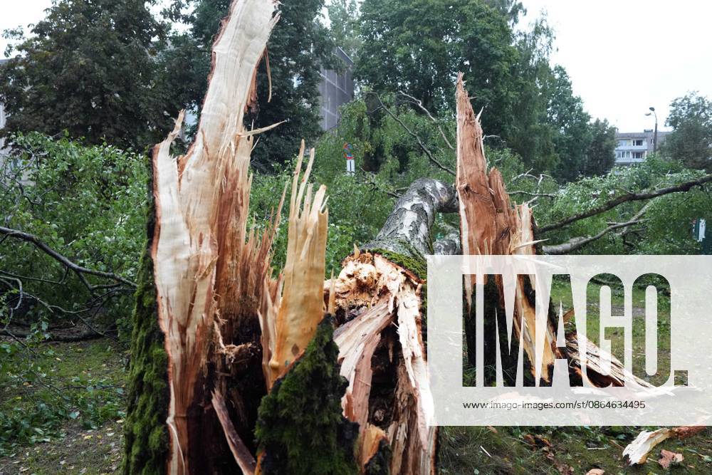 Riga, Latvija: The aftermath of a powerful storm is seen in Riga, Latvia, Aug. 23, 2026. Fallen and uprooted trees are scattered across residential areas, damaging parked cars, blocking roads and walkways, and posing a threat to nearby buildings. The storm, which swept across Latvia on Saturday evening and overnight, caused widespread damage across the country, with Riga recording the highest number of reports of storm-related incidents. As of Sunday morning, emergency services had received nearly 1,900 reports of damage caused by strong winds nationwide. Riga Latvija - ZUMAp305 20260823_zip_p305_021