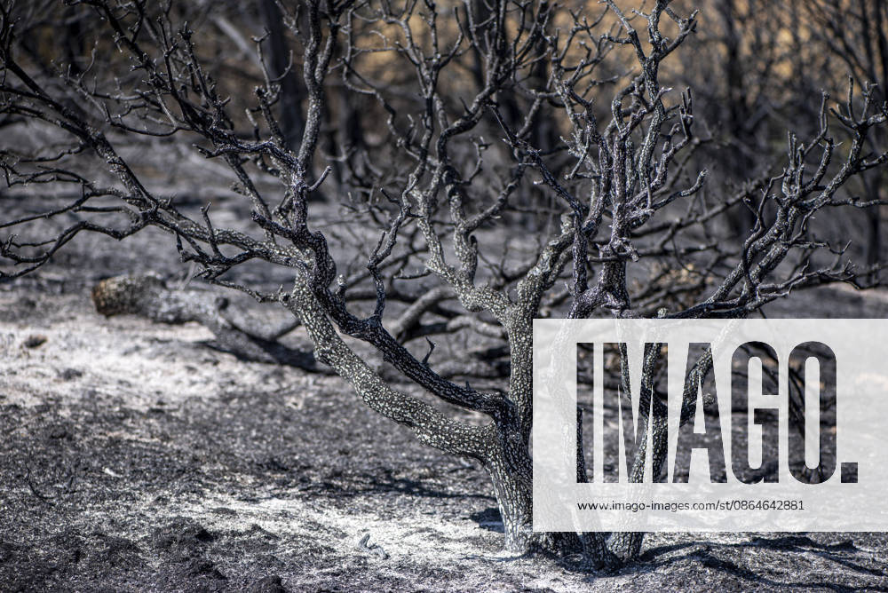 A wildfire in Aldea del Fresno, Madrid, forces the evacuation of this town and Villamantilla Vista after the fire passed through, on August 23, 2026, in Aldea del Fresno, Madrid, Spain. The wildfire that originated in Aldea del Fresno was downgraded from Operational Level 1 to Level 0 under the Civil Protection Plan on August 20 following a very favorable progression of the fire. AUGUST 23, 2026 FIRE EMbers BURNT LAND NATURE ÁBURNT TREES CHARRED FIRE SIERRA OESTE FIRE S PATH BURNT LANDSCAPE LANDSCAPE Aldea del Fresno Madrid Aldea del Fresno Madrid, Spain