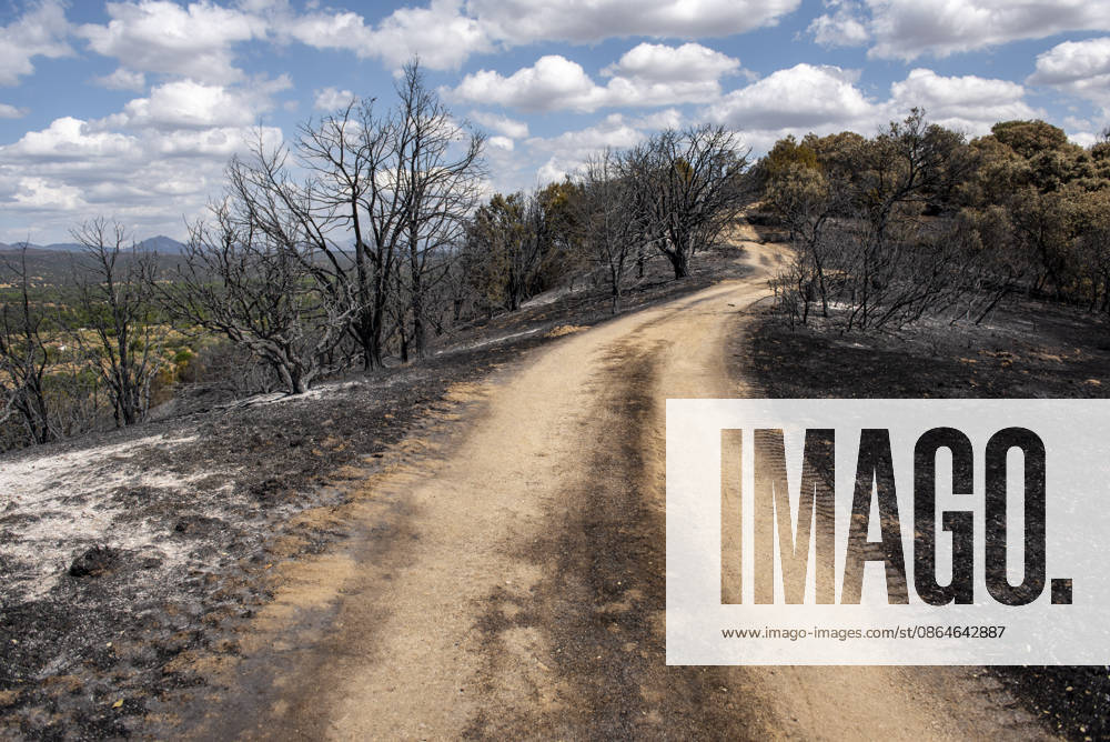 A wildfire in Aldea del Fresno, Madrid, forces the evacuation of this town and Villamantilla Vista after the fire passed through, on August 23, 2026, in Aldea del Fresno, Madrid, Spain. The wildfire that originated in Aldea del Fresno was downgraded from Operational Level 1 to Level 0 under the Civil Protection Plan on August 20 following a very favorable progression of the fire. AUGUST 23, 2026 FIRE EMbers BURNT LAND NATURE ÁBURNT TREES CHARRED FIRE SIERRA OESTE FIRE S PATH BURNT LANDSCAPE LANDSCAPE Aldea del Fresno Madrid Aldea del Fresno Madrid, Spain