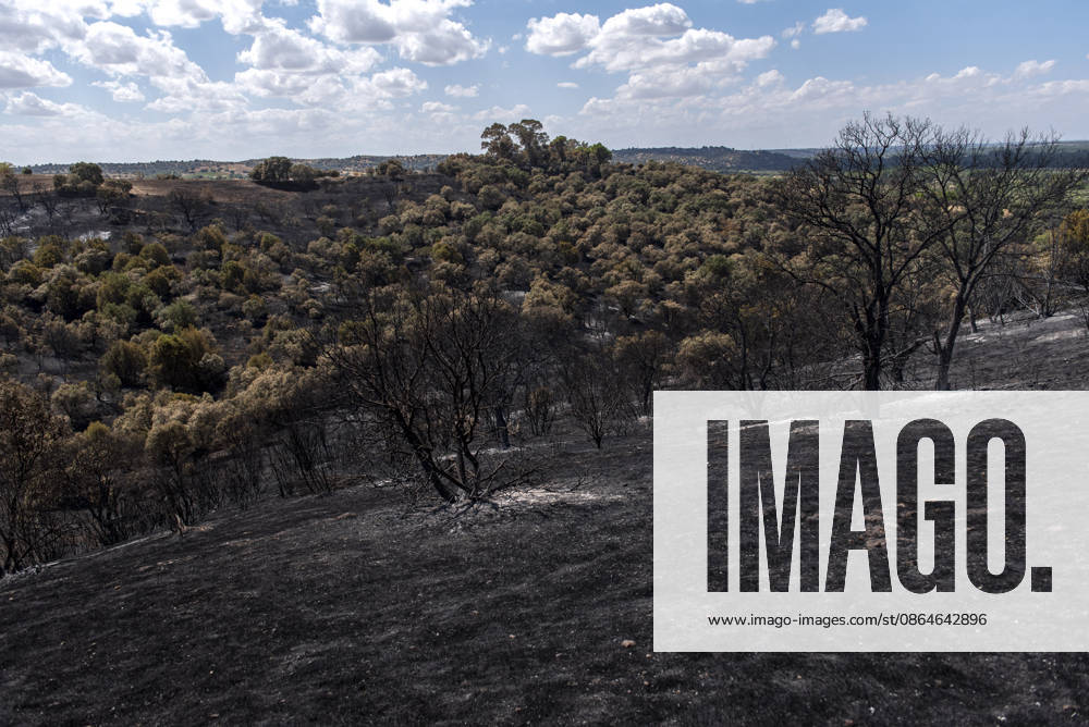 A wildfire in Aldea del Fresno, Madrid, forces the evacuation of this town and Villamantilla Vista after the fire passed through, on August 23, 2026, in Aldea del Fresno, Madrid, Spain. The wildfire that originated in Aldea del Fresno was downgraded from Operational Level 1 to Level 0 under the Civil Protection Plan on August 20, following a very favorable progression of the fire. AUGUST 23, 2026 FIRE EMAKES BURNT LAND NATURE ABURNT TREES CHARRED FIRE WESTERN MOUNTAINS FIRE S PATH BURNT LANDSCAPE LANDSCAPE Aldea del Fresno Madrid Aldea del Fresno Madrid, Spain