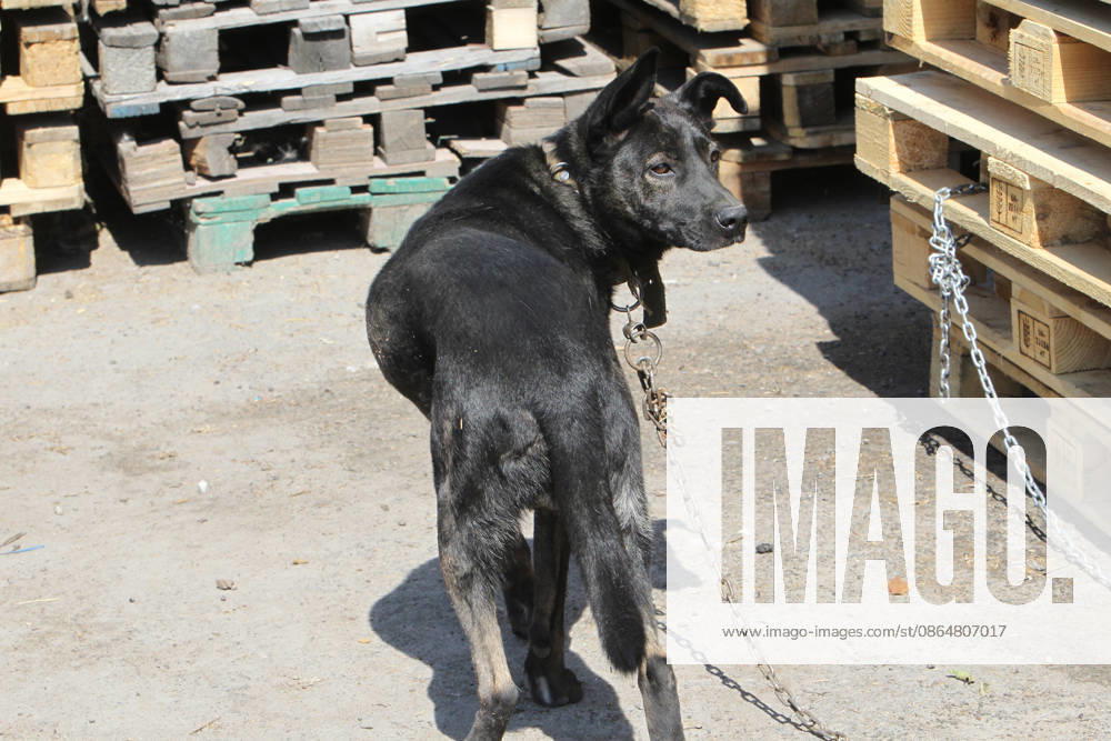 Tsygan the dog, which lives at a parking lot near the shopping and entertainment centre, survives a Russian attack in the suburb of Dnipro, Ukraine, August 25, 2026. Fires broke out inside and near the shopping mall as a result of the Russian attack. (Photo by Mykola Miakshykov Ukrinform) Russian attack hits parking lot near shopping mall in Dnipro suburb