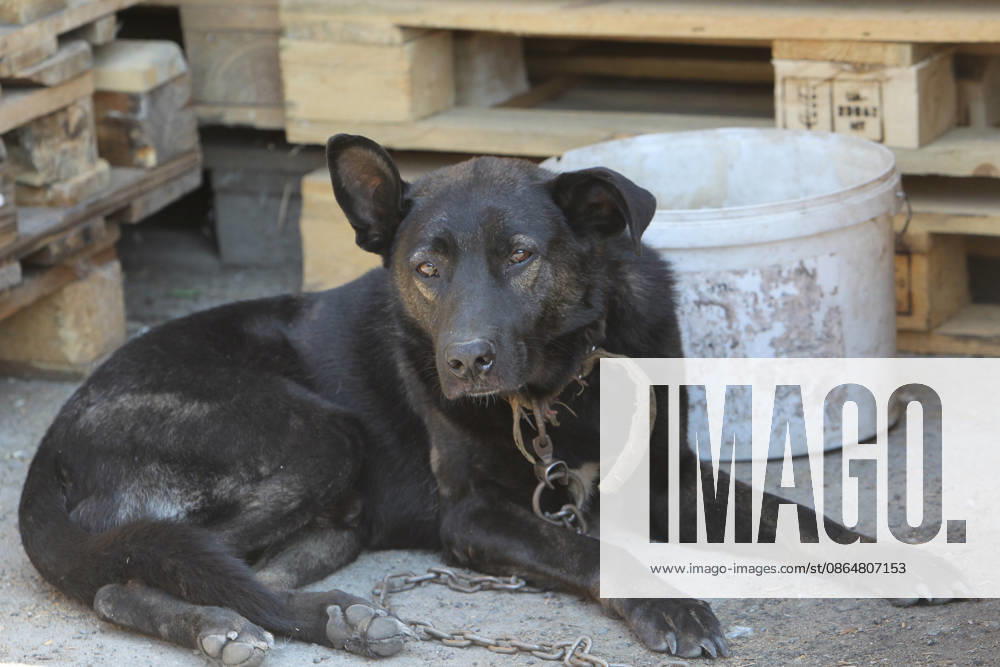 Tsygan the dog, which lives at a parking lot near the shopping and entertainment centre, survives a Russian attack in the suburb of Dnipro, Ukraine, August 25, 2026. Fires broke out inside and near the shopping mall as a result of the Russian attack. (Photo by Mykola Miakshykov Ukrinform) Russian attack hits parking lot near shopping mall in Dnipro suburb