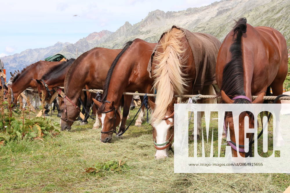 Switzerland, Grimsel Pass, Saeumerfest, 23 Years of the Sprinz Route from Sachseln to Domodossola, Stage 4: Guttannen–Obergesteln. Photo: The Saeumer with their horses during a stopover on the Grimsel Pass