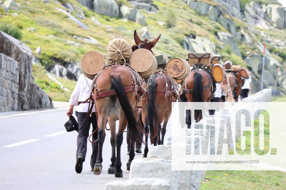 Switzerland Grimsel Pass Saeumerfest 23 Years of Sprinz Route from Sachseln to Domodossola Stage 4: Guttannen–Obergesteln Photo: The Saeumer with their horses on the ascent to the Grimsel Pass