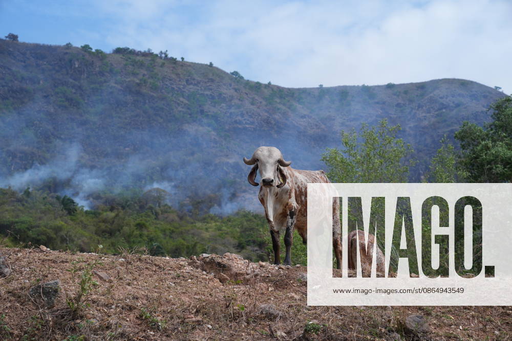 Wildfire in Colombia s Coello COELLO, COLOMBIA - AUGUST 26: Animals are seen as volunteers and firefighters work to contain a wildfire in Coello, Tolima department, Colombia, on August 26, 2026. Several municipalities across Tolima are facing wildfires fueled by dry conditions, high temperatures and strong winds, with emergency crews working to contain the flames and protect rural communities. Juancho Torres Anadolu Coello Colombia. Editorial use only. Please get in touch for any other usage.