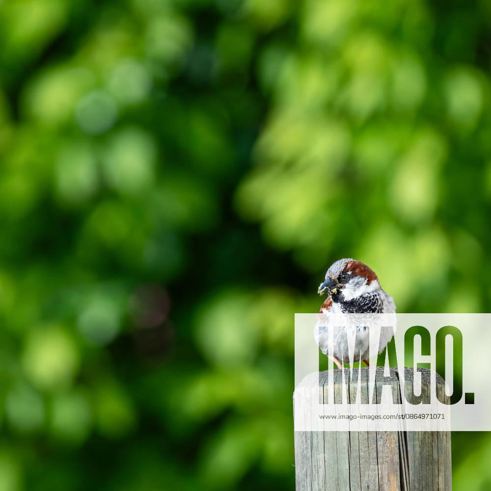 Männlicher Spatz Haussperling mit Futter im Schnabel Ein erwachsener männlicher Haussperling (Passer domesticus), oftmals auch Spatz genannt, sitzt auf einem Holzpfosten. Im Schnabel hält er Futter für seine Jungen. Bevor er mit dem Futter zum Nest fliegt, schaut er genau, ob die Situation auch sicher ist. Diese Naturfotografie zeigt den Spatz vor einem wunderschönen, grünen Blätterhintergrund. Haussperlinge gehören zu den Singvögeln. (License=RF)