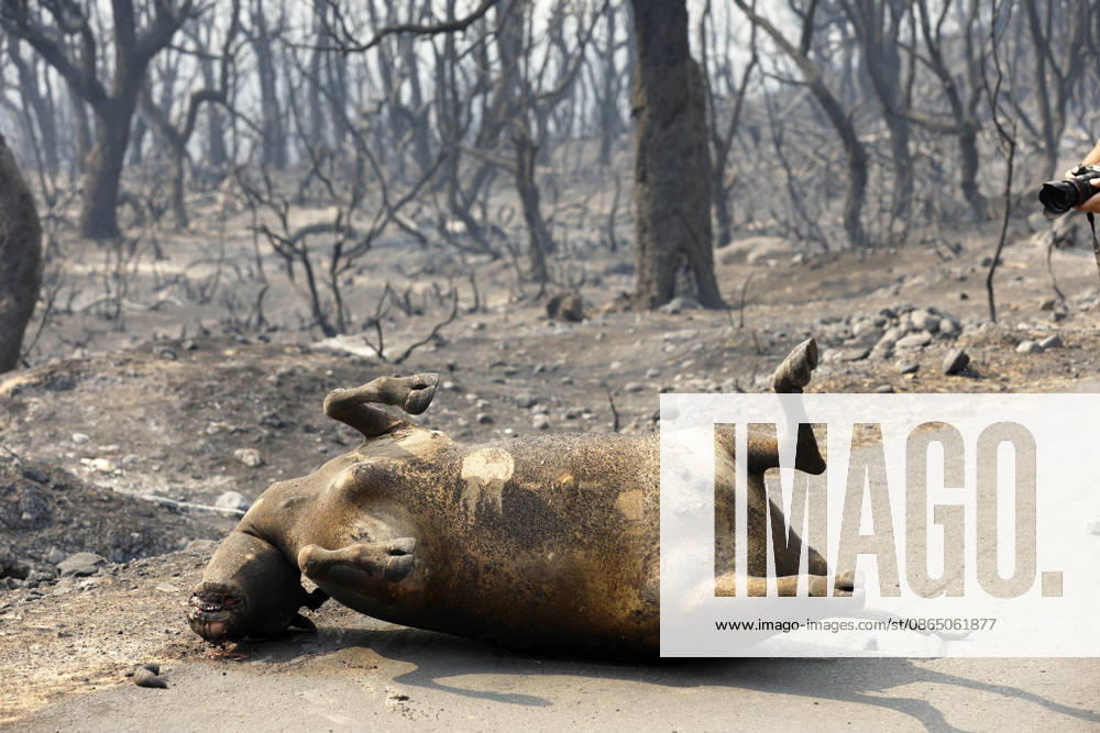 Fires in Jijel and Bedjaia: A general view of the burned houses, cars, and animals in the village of Nador, in the Jijel Mountains east of Algiers, in Algeria on August 27, 2026. The Algerian Ministry of the Interior announced that at least 12 people have died and 54 others have been injured in multiple forest fires across the country. Photo by Billel Bensalem, APP, Jijel, Algeria