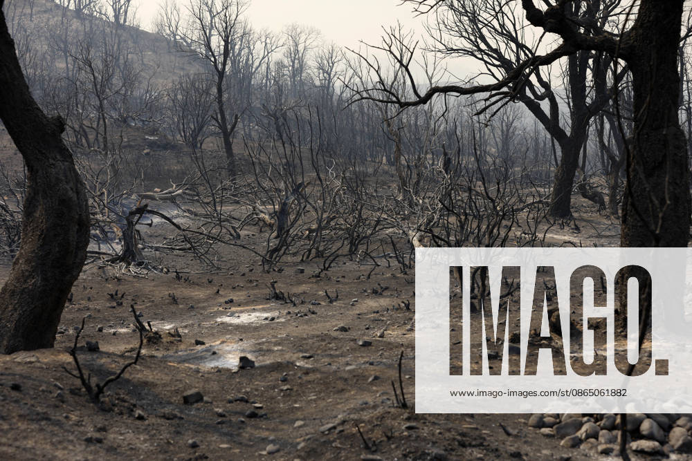 Fires in Jijel and Bedjaia: A general view of the burned houses, cars, and animals in the village of Nador, in the Jijel Mountains east of Algiers, in Algeria on August 27, 2026. The Algerian Ministry of the Interior announced that at least 12 people have died and 54 others have been injured in multiple forest fires across the country. Photo by Billel Bensalem, APP, Jijel, Algeria