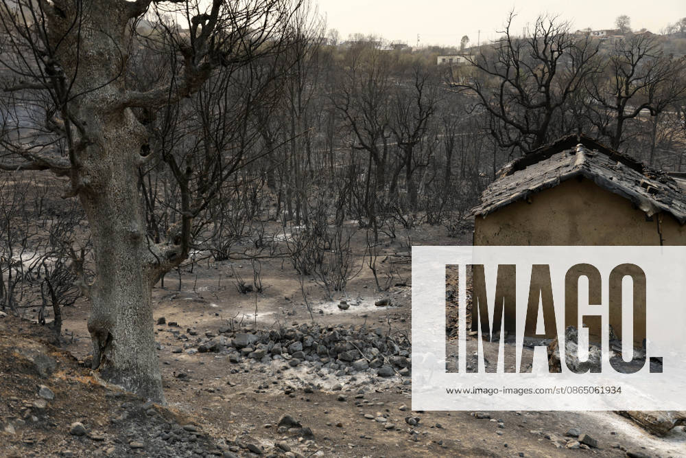 Fires in Jijel and Bedjaia: A general view of the burned-out houses, cars, and animals in the village of Nador, in the Jijel mountains east of Algiers, in Algeria on August 27, 2026. The Algerian Ministry of the Interior announced that at least 12 people have died and 54 others have been injured in multiple forest fires across the country. Photo by Billel Bensalem, APP, Jijel, Algeria