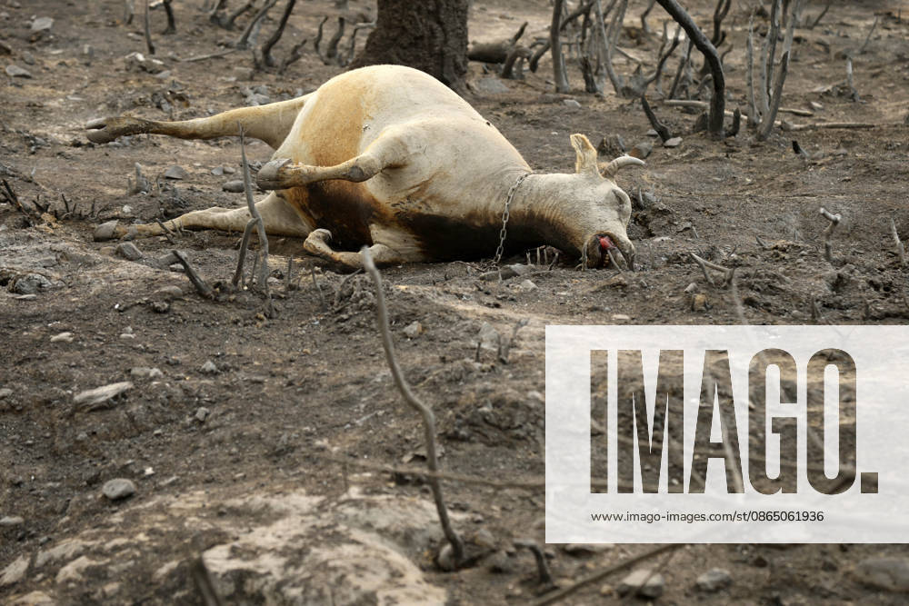 Fires in Jijel and Bedjaia: A general view of the burned-out houses, cars, and animals in the village of Nador, in the Jijel mountains east of Algiers, in Algeria on August 27, 2026. The Algerian Ministry of the Interior announced that at least 12 people have died and 54 others have been injured in multiple forest fires across the country. Photo by Billel Bensalem, APP, Jijel, Algeria