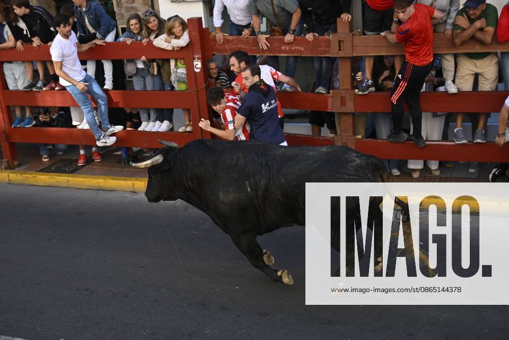 Fifth Bull Run Held in San Sebastian de los Reyes SAN SEBASTIAN DE LOS REYES, SPAIN AUGUST 28, 2026: Participants run alongside fighting bulls during the fifth bull run of the towns annual festivities in San Sebastian de los Reyes, near Madrid, Spain. San Sebastian de los Reyes ES