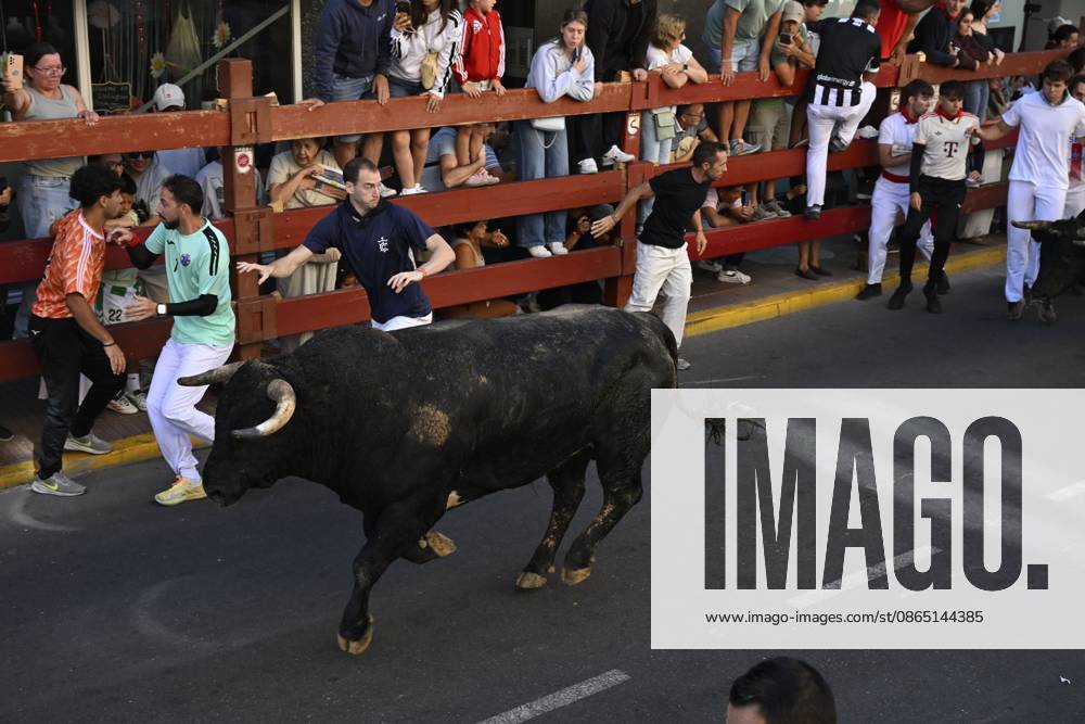 Fifth Bull Run Held in San Sebastian de los Reyes SAN SEBASTIAN DE LOS REYES, SPAIN AUGUST 28, 2026: Participants run alongside fighting bulls during the fifth bull run of the towns annual festivities in San Sebastian de los Reyes, near Madrid, Spain. San Sebastian de los Reyes ES