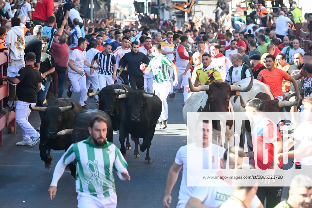 Sixth bull run of the San Sebastián de los Reyes festival in Madrid. Runners during the sixth bull run of the San Sebastián de los Reyes festival, featuring bulls from the Núnez de Tarifa ranch, on August 29, 2026, in San Sebastián de los Reyes, Madrid, Spain. This is one of the most iconic events of the patron saint festivities in honor of the Santísimo Cristo de los Remedios. The route is 820 meters long and runs from the pens to the bullring, drawing thousands of runners and spectators. During these days, there is also a nighttime bull run, a bull release, contests, and visits to the pens to see the bulls before the races. AUGUST 29, 2026 BULLS San Sebastián de los Reyes, Madrid San Sebastián de los Reyes, Madrid, Spain