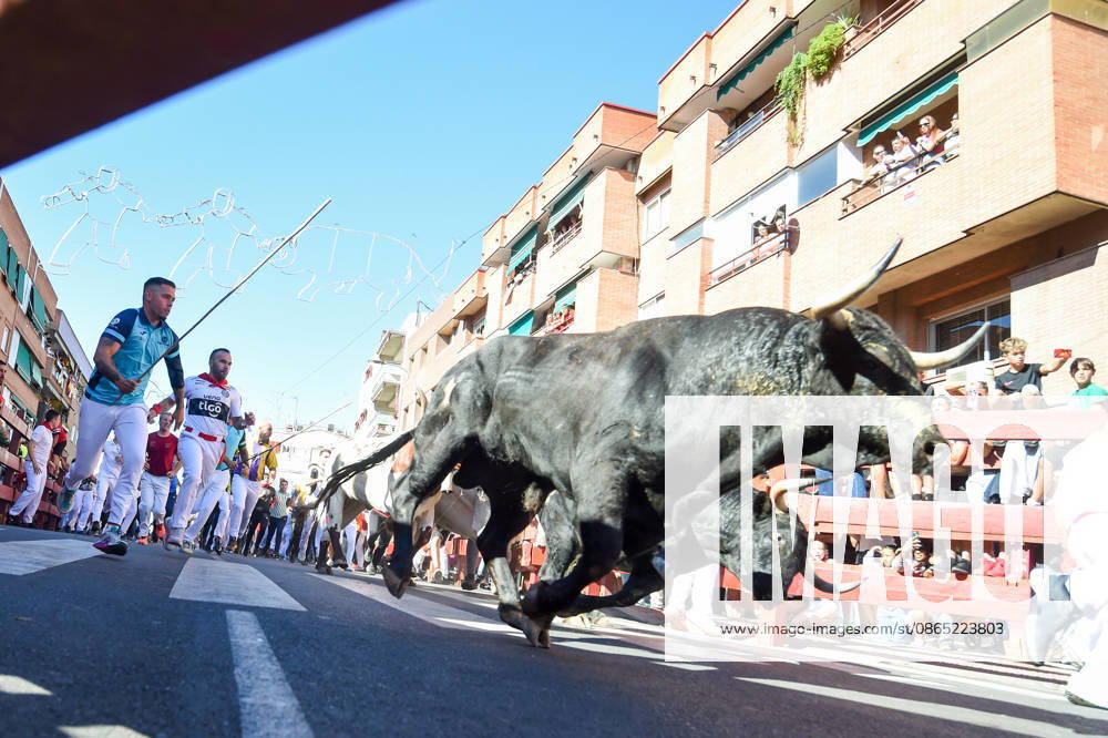 Sixth bull run of the San Sebastián de los Reyes festival in Madrid. Runners during the sixth bull run of the San Sebastián de los Reyes festival, featuring bulls from the Núnez de Tarifa ranch, on August 29, 2026, in San Sebastián de los Reyes, Madrid, Spain. This is one of the most iconic events of the patron saint festivities in honor of the Santísimo Cristo de los Remedios. The route is 820 meters long and runs from the pens to the bullring, drawing thousands of runners and spectators. During these days, there is also a nighttime bull run, a bull release, contests, and visits to the pens to see the bulls before the races. AUGUST 29, 2026 BULLS San Sebastián de los Reyes, Madrid San Sebastián de los Reyes, Madrid, Spain