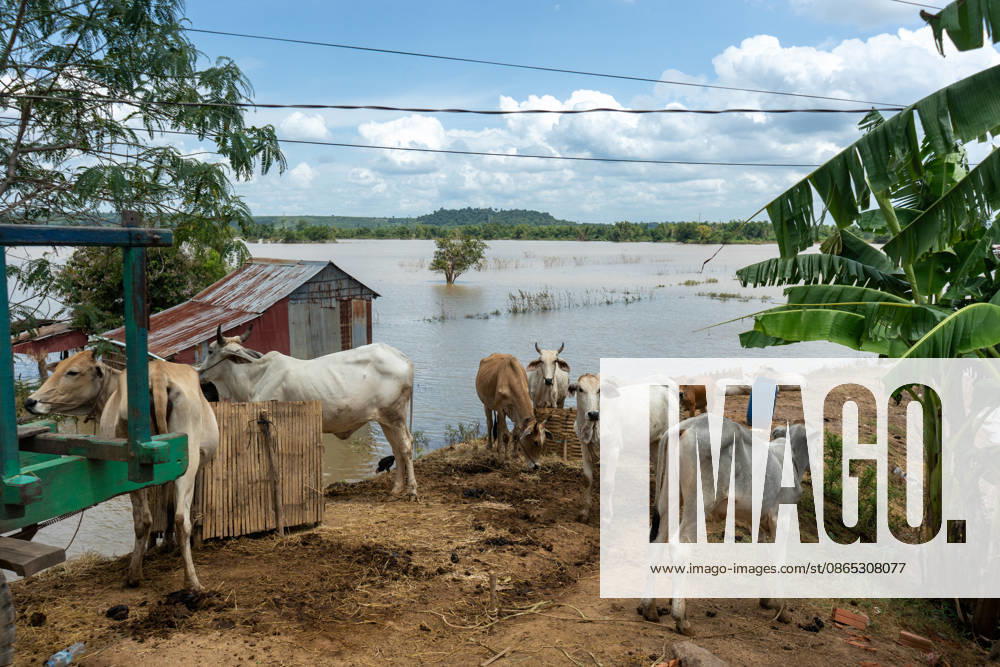 Flooded Kratie braces for another round of flooding KRATIE, CAMBODIA - AUGUST 30: Farmers in affected agricultural areas navigate boats through their fields or wade through the water, while livestock and farm equipment have been moved to higher ground along roads that remain above the floodwaters as more than 4,000 hectares of rice fields have been inundated by floods across four provinces, including Kratie province, Cambodia, as seen on August 30, 2026. Magdalena Chodownik Anadolu Kratie Cambodia. Editorial use only. Please get in touch for any other usage.