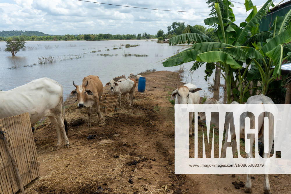 Flooded Kratie braces for another round of flooding KRATIE, CAMBODIA - AUGUST 30: Farmers in affected agricultural areas navigate boats through their fields or wade through the water, while livestock and farm equipment have been moved to higher ground along roads that remain above the floodwaters as more than 4,000 hectares of rice fields have been inundated by floods across four provinces, including Kratie province, Cambodia, as seen on August 30, 2026. Magdalena Chodownik Anadolu Kratie Cambodia. Editorial use only. Please get in touch for any other usage.