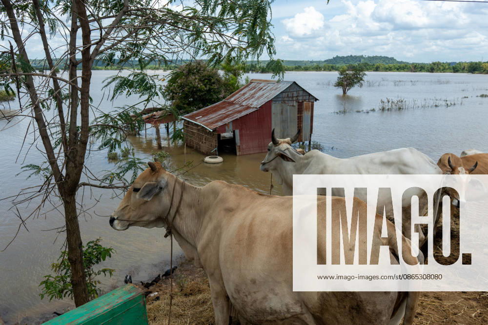 Flooded Kratie braces for another round of flooding KRATIE, CAMBODIA - AUGUST 30: Farmers in affected agricultural areas navigate boats through their fields or wade through the water, while livestock and farm equipment have been moved to higher ground along roads that remain above the floodwaters as more than 4,000 hectares of rice fields have been inundated by floods across four provinces, including Kratie province, Cambodia, as seen on August 30, 2026. Magdalena Chodownik Anadolu Kratie Cambodia. Editorial use only. Please get in touch for any other usage.
