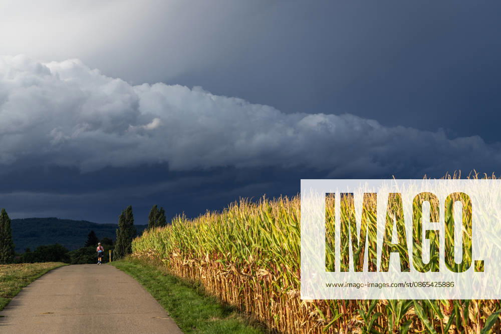 Showery weather in late summer: Dark clouds from a shower are visible in the evening sky above a cornfield, Oberursel, Hesse, Germany