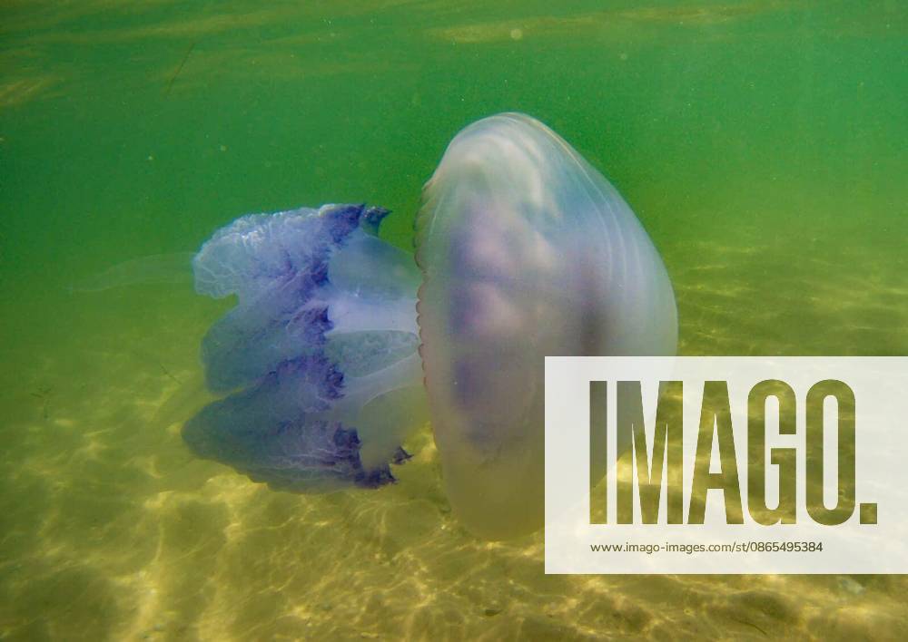 Floating jellyfish under water in the Black Sea on a summer day