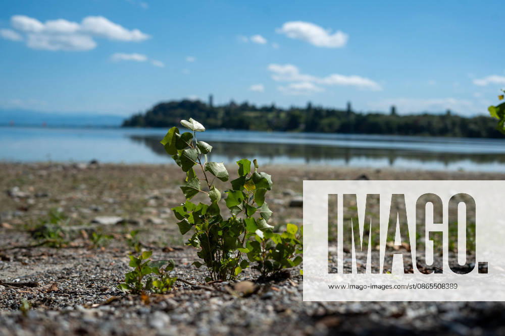 Bodensee-Waserstand so niedrig wie selten: Riesige Schlickflächen an der Insel Mainau liegen frei - Bald Wat-Touren möglich? 7aIMG: 0571386 KONSTANZ INSEL MAINAU: Historisches Niedrigwasser am Bodensee - Große Schlickflächen rund um die Blumeninsel liegen frei Der Bodensee führt in diesem Sommer außergewöhnlich wenig Wasser, und rund um die Insel Mainau bei Konstanz werden die Folgen besonders eindrucksvoll sichtbar. Aktuelle Aufnahmen vom Sonntagnachmittag (30.08.2026) zeigen großflächig trockengefallene Uferbereiche und Schlickflächen sowie die ungewöhnlich weit zurückgewichene Wasserlinie. Der Sommer 2026 hat am Bodensee bereits mehrere historische Niedrigwassermarken gebracht. Am Pegel Konstanz wurden Mitte August lediglich 275