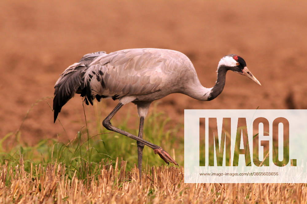 Grauer Kranich Grauer Kranich, Grus grus, common crane (License=RM)