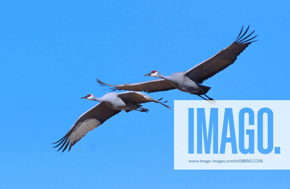 Fliegende Kanadakraniche fliegende Kanadakraniche, grus canadensis, flying sandhill cranes (License=RF)