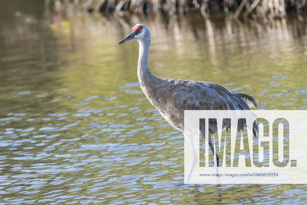 Kleiner Sandhill Kranich (Grus canadensis canadensis), auch bekannt als Antigone canadiensis canadiensis, George C. Reifel Schutzgebiet für Zugvögel, Delta, British Columbia, Kanada Lesser Sandhill Crane, (Grus canadensis canadensis), also known as Antigone canadiensis canadiensis, George C. Reifel Migratory Bird Sanctuary, Delta, British Columbia, Canada