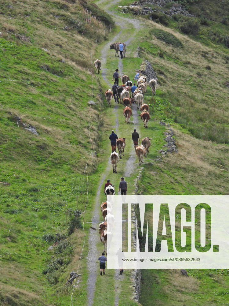 Alpine Cattle Drive, Alpine Departure. The 2026 Alpine cattle drive to Wassen will not take place due to a major construction project. (Photo: Cows from the Hinterfeld Alpine pasture will therefore only travel as far as Meiental, Uri Canton.)