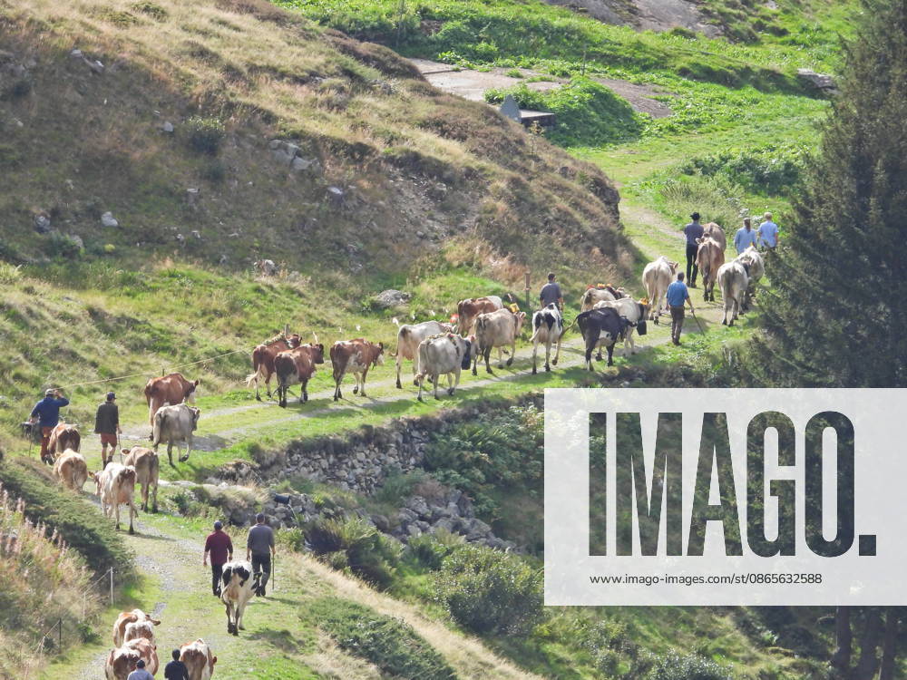 Alpine Cattle Drive, Alpine Departure. The 2026 Alpine cattle drive to Wassen will not take place due to a major construction project. (Photo: Cows from the Hinterfeld Alpine pasture will therefore only travel as far as Meiental, Uri Canton.)