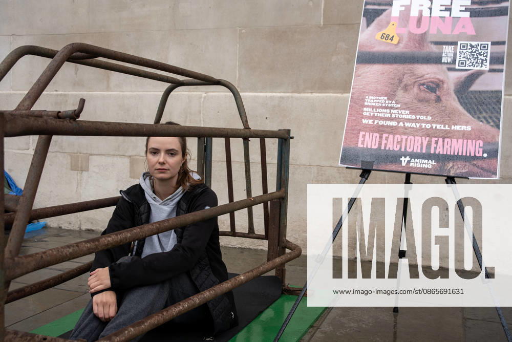 End Factory Farming in London, UK - 02 Sep 2026 Animal rights activist, Michelle Farnham looks into the camera as she spends her second day in the cage outside the National Gallery at the Trafalgar Square in London. Animal Rising organisation staged a campaign for three weeks with a supporter Michelle Farnham who will live, eat and sleep in a pig farrowing crate at the Trafalgar Square in London, UK. Animal Rising organisation campaigns to end factory farming by 2040 because of the animal cruelties and serious health issues of the animals in these farms. Also the health affect at nearby population around these farms. London United Kingdom