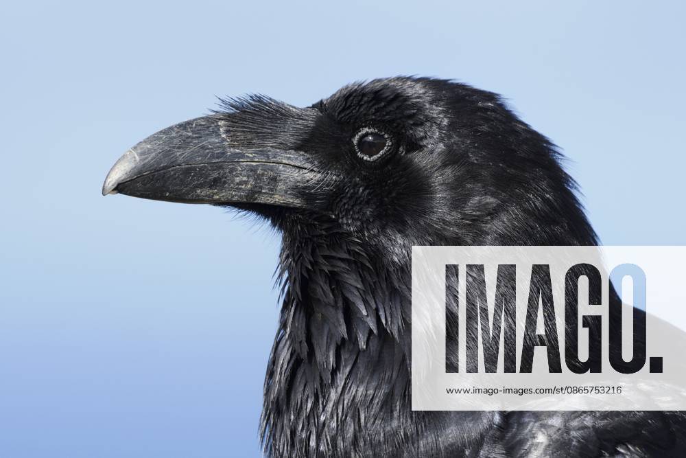 Kolkrabe (Corvus corax tingitanus), Portrait, Fuerteventura, Kanarische Inseln, Spanien Common raven (Corvus corax tingitanus), portrait, Fuerteventura, Canary Islands, Spain