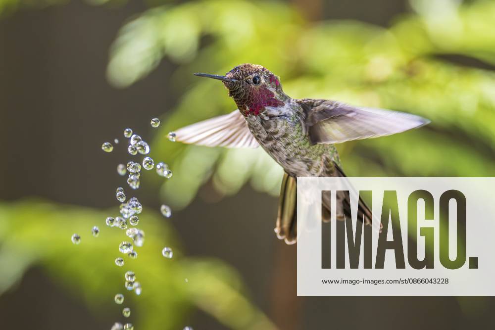 Ein Annas Kolibri, der schwebt und versucht, Wassertröpfchen aus einem Springbrunnen zu fangen, British Columbia, Kanada An Anna s Hummingbird hovering and trying to catch wter droplets from a fountain, British Columbia, Canada