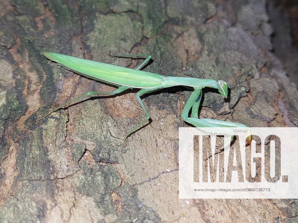 Praying Mantis to a Tree in Magdeburg 1089919376
