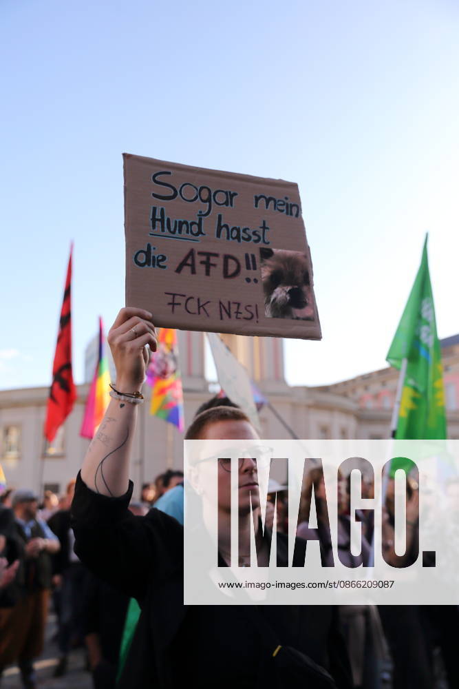 A protester holding a sign reading Even my dog hates the AfD FCK NZS during a rally against the Alternative for Germany (AfD) party following its victory in the state election in Saxony-Anhalt, Alter Markt, Potsdam, September 7, 2026. Rally against the AfD in Potsdam