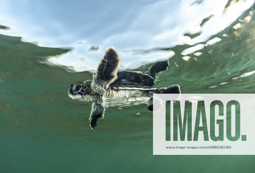 Sea turtle hatchlings struggle to reach sea observed in Turkiye s Antalya ANTALYA, TURKIYE - SEPTEMBER 03: A sea turtle hatchling is seen swimming just after reaching the sea from the shore in Antalya, Turkiye, on September 03, 2026. Loggerhead sea turtle (Caretta caretta) and green sea turtle (Chelonia mydas) hatchlings emerging from nests along Antalya s Belek and Kizilot beaches embark on a determined journey across the sand to reach the sea, displaying their instinctive struggle for survival. Tahsin Ceylan Anadolu Antalya Turkey. Editorial use only. Please get in touch for any other usage.