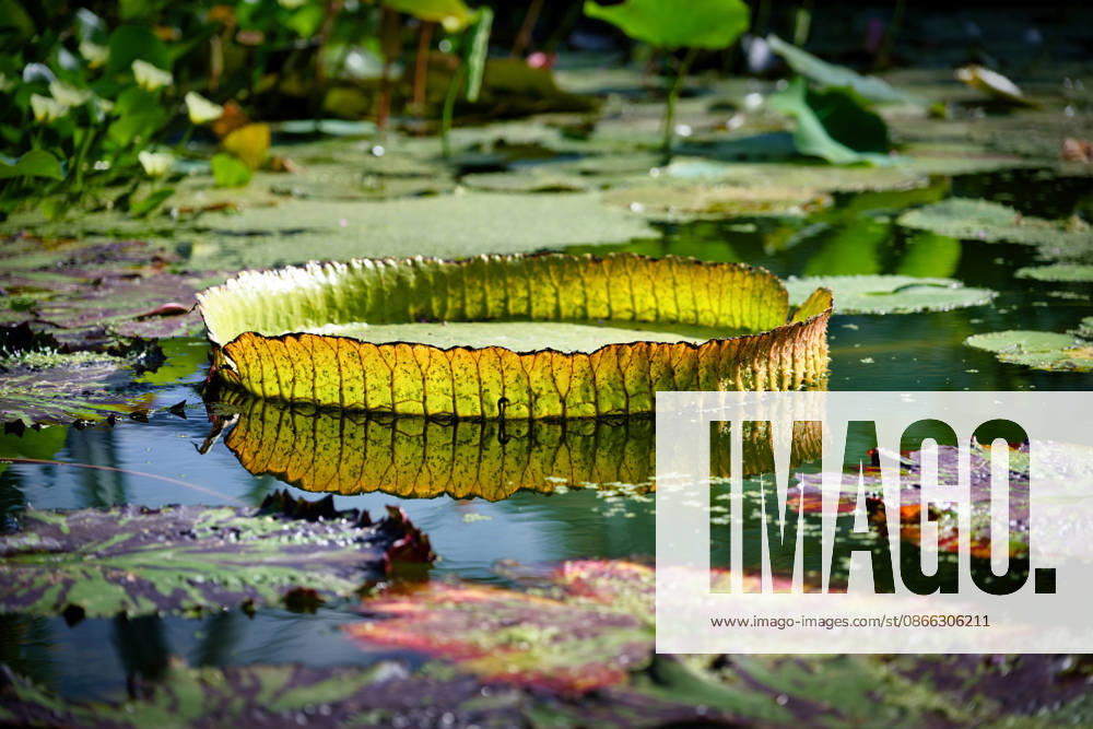 A Huge Victoria Water lily leaves with situated Rand, the peacefully at a quiet, Greens Pond drives, surrounded from others Water lily leaves 1133503414