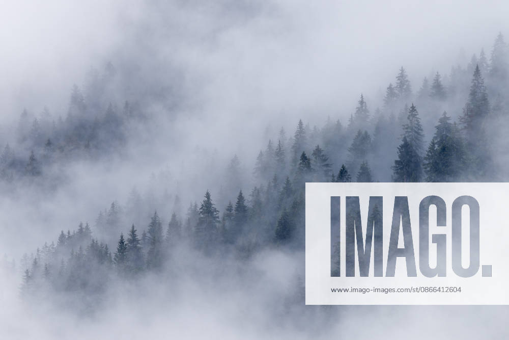 Cloudy weather in the south; fog rises among the trees amid intermittent rain, Oberstdorf, Bavaria, Germany