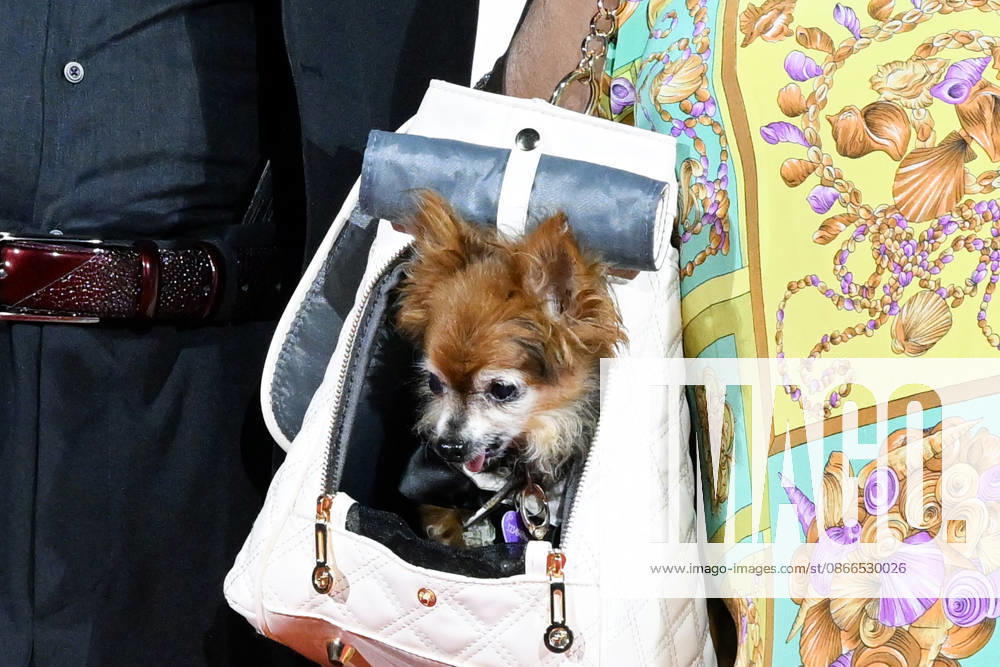 Devin DeVasquez s dog on the red carpet for Scherzetto, the 83rd Venice Film Festival. Venice, September 10, 2026 Venice Italy - ZUMAa289 20260910_zia_a289_469